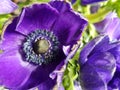 Anemone is aÃÂ genusÃÂ ofÃÂ flowering plantsÃÂ in theÃÂ familyÃÂ Ranunculaceae. Royalty Free Stock Photo